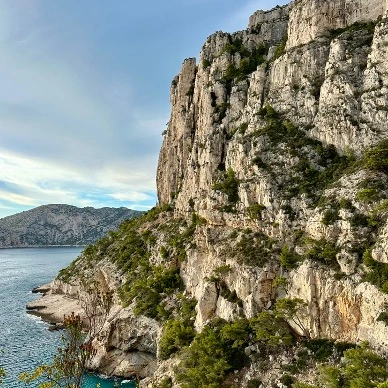 A limestone cliff covered in scrub pines dropping into turquoise sea