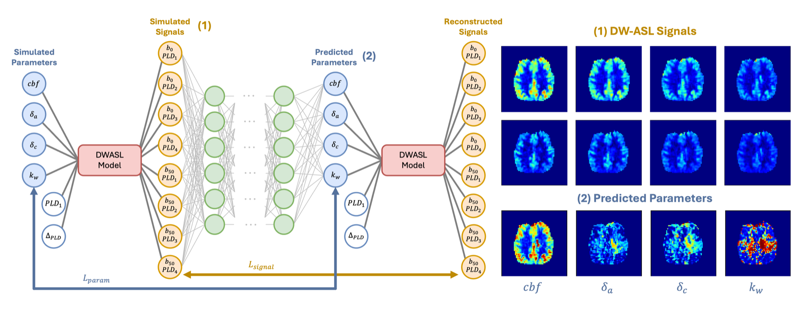 Graphical abstract: estimating blood-brain barrier exchange rate with a physics-guided neural network